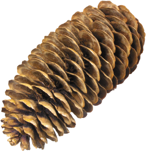 Free Png Pine Cone Png Images Transparent - Spruce Cone Png (480x496), Png Download