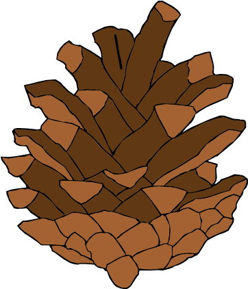 Pine Cone - Lodgepole Pine (420x480), Png Download