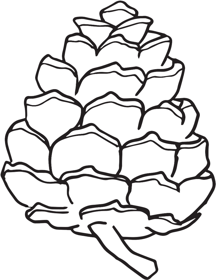 Pinecone Cliparts Cliparts Zone Pine Cone - Simple Pine Cone Drawing (1000x1000), Png Download