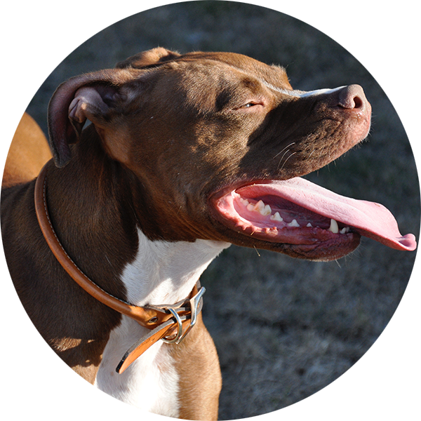 Testimonial-2 - Pitbull Dog (600x600), Png Download