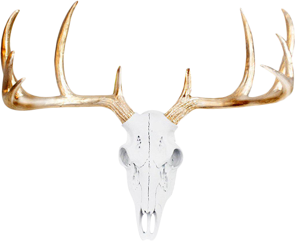 Download Deer Skull Png Skull Deer Head Full Size PNG Image PNGkit