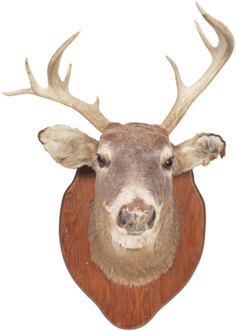 A Fine Specimen To Be Proud Of - Ehow (363x500), Png Download