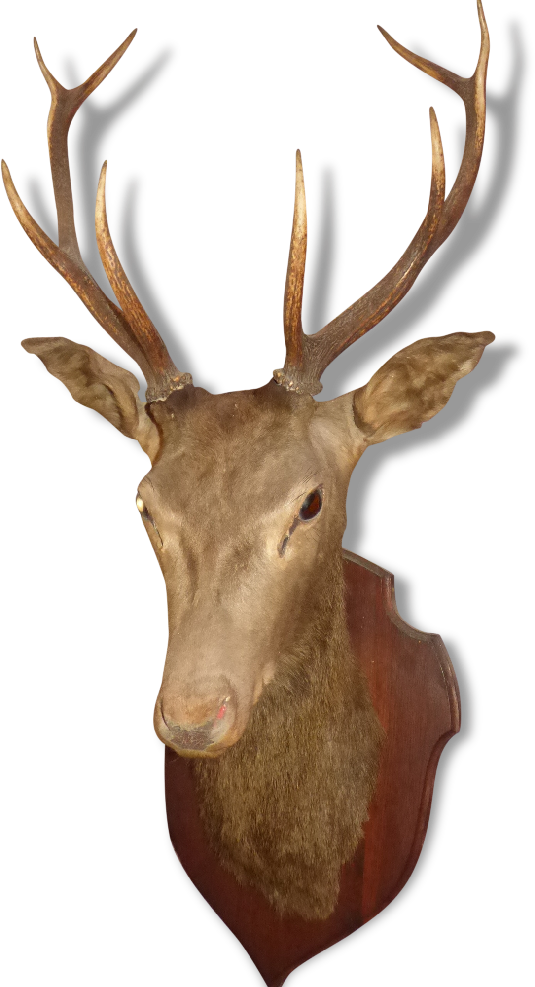 Trophy Hunting (1500x2000), Png Download