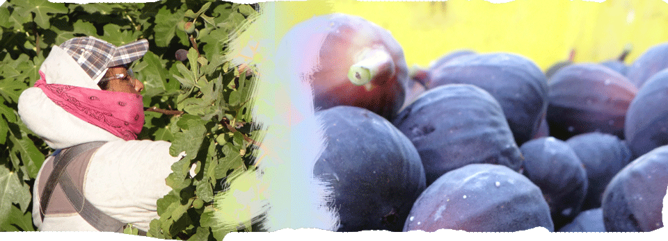 Maywood (960x347), Png Download