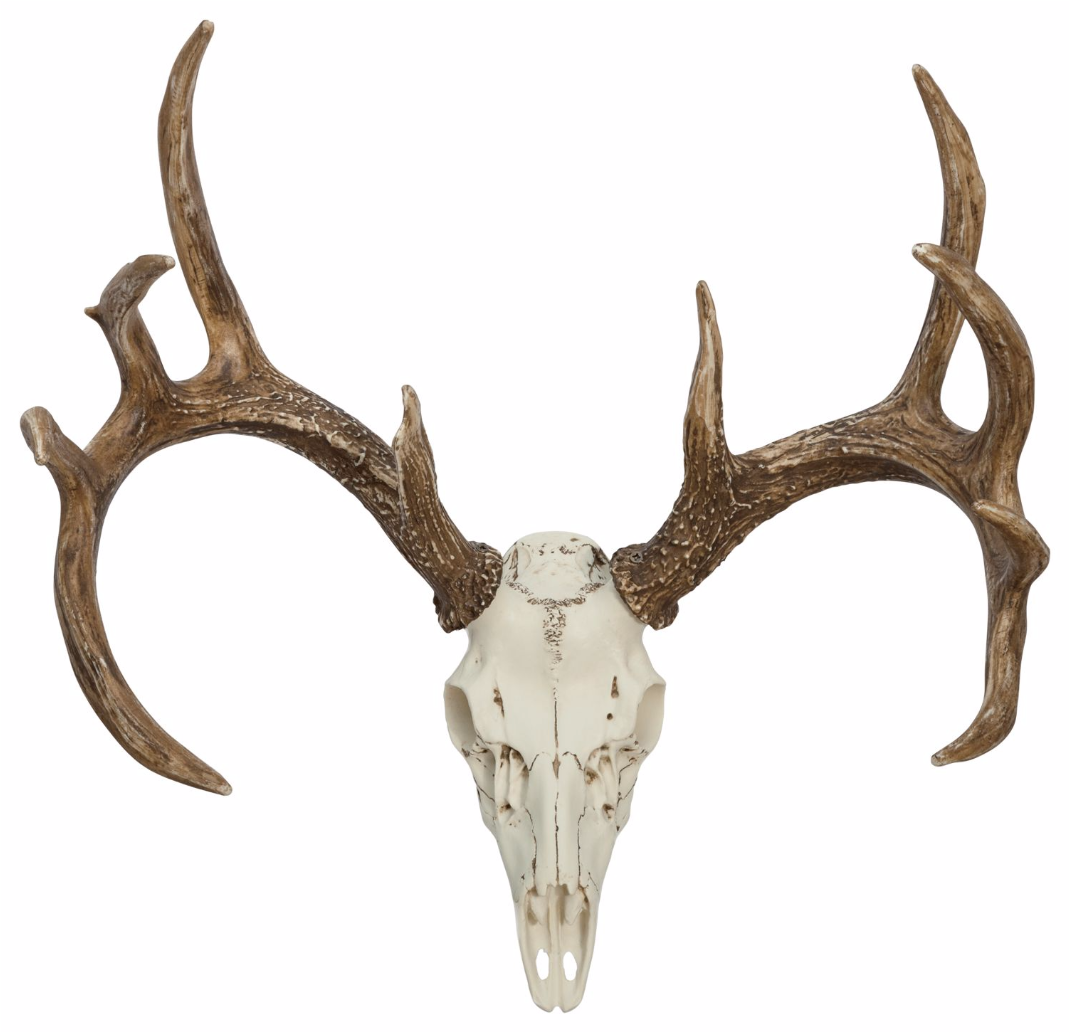 Whitetail Deer European Mounts - Deer (1920x1031), Png Download