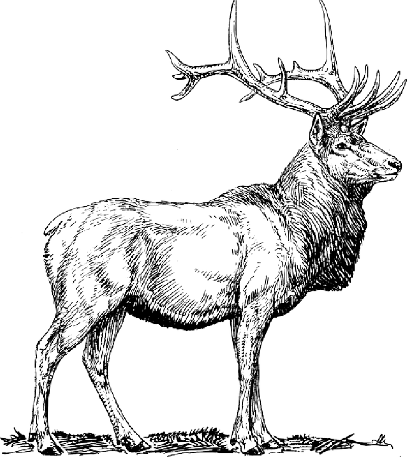 Moose, Deer, Head, Animal, Drawings, - Elk Clip Art (800x899), Png Download