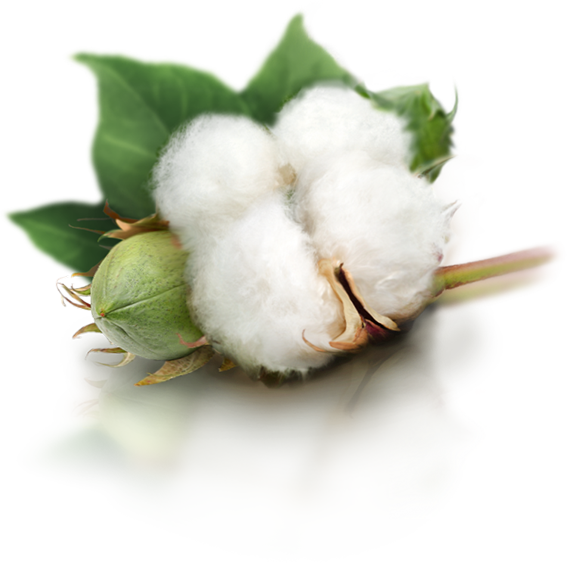 Cotton Plant Png Image - Cotton Png (567x563), Png Download