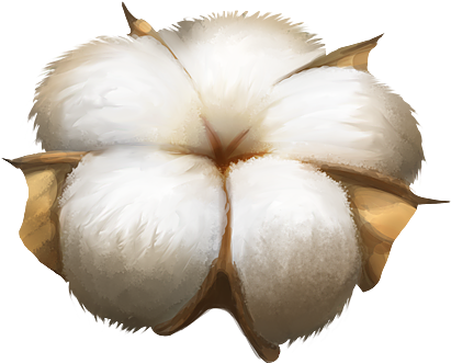 Cotton Plant Png Image - Cotton Png (500x500), Png Download