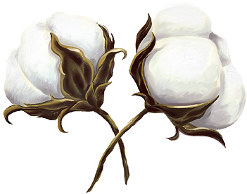Cotton Is King - Cotton Transparent (400x325), Png Download