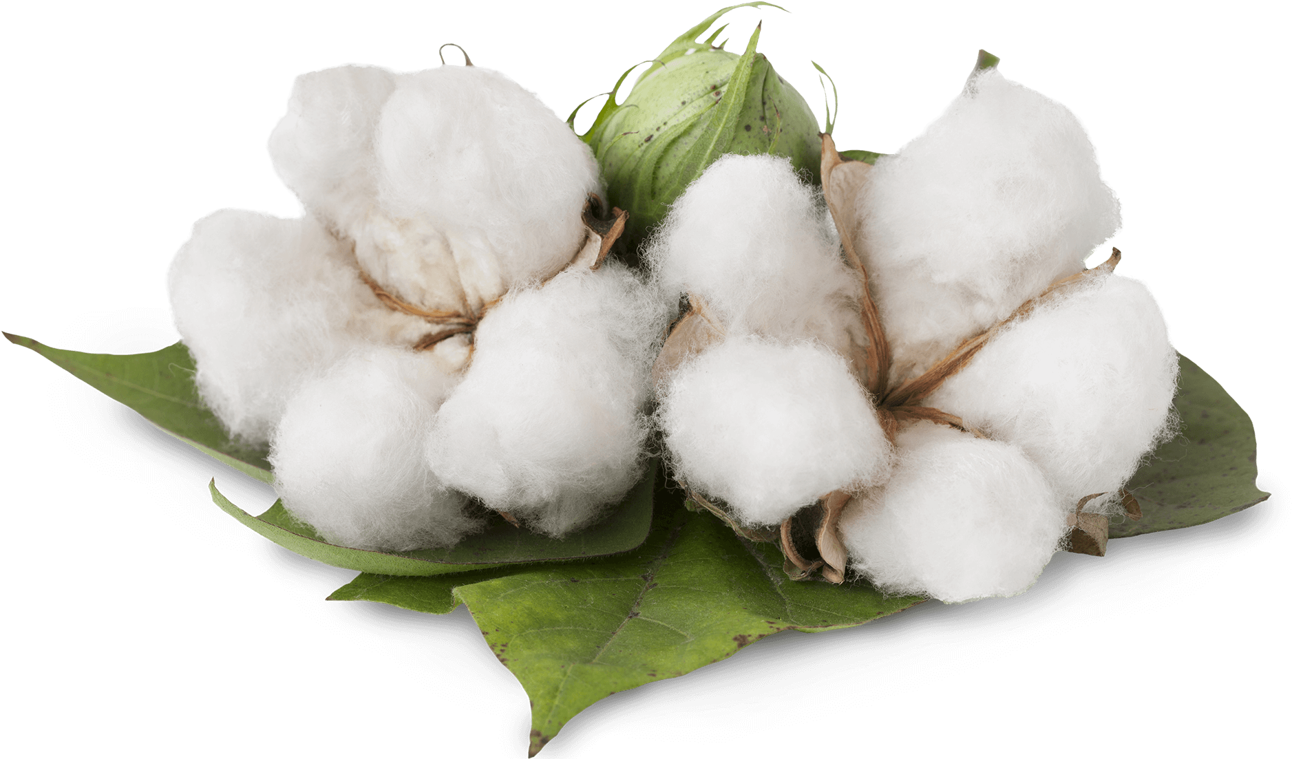 Cotton Cotton - Benefits Of Cotton Plant (2000x1102), Png Download