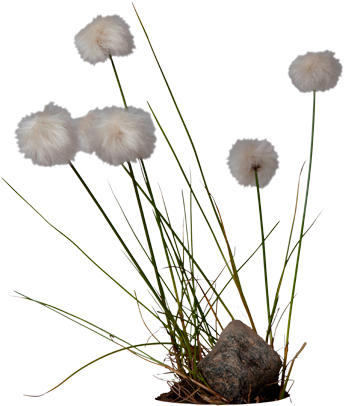 Cotton Png High-quality Image - Cotton Grass Png (550x420), Png Download