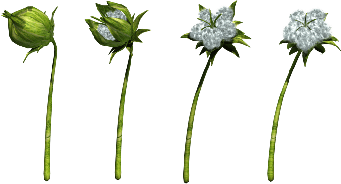 Free Png Cotton Png Images Transparent - Botany Transparent (850x566), Png Download