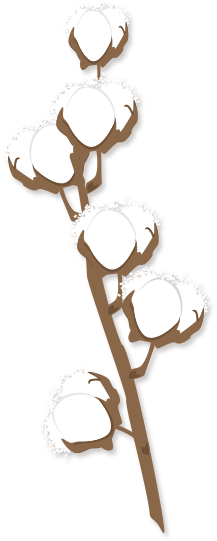 Come Walk In Tall Cotton Where The Good Life And Great - Cotton Stem Clipart (248x567), Png Download