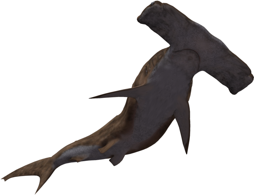 Pc Img, Background Jesus Castaneda - Hammerhead Shark No Background (1024x639), Png Download