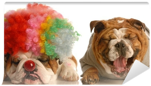 Bulldog Laughing At Another Dog Dressed Up With Clown - Party Time With Dogs (400x400), Png Download