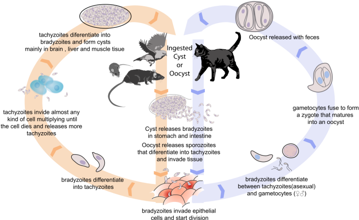 Friday Fellow - Ciclo De Toxoplasma Gondii (500x306), Png Download