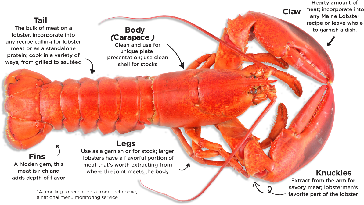 Maine Lobster - Lobster Carapace (1200x699), Png Download