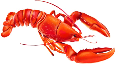 Lobster Png Photo - American Lobster (500x667), Png Download