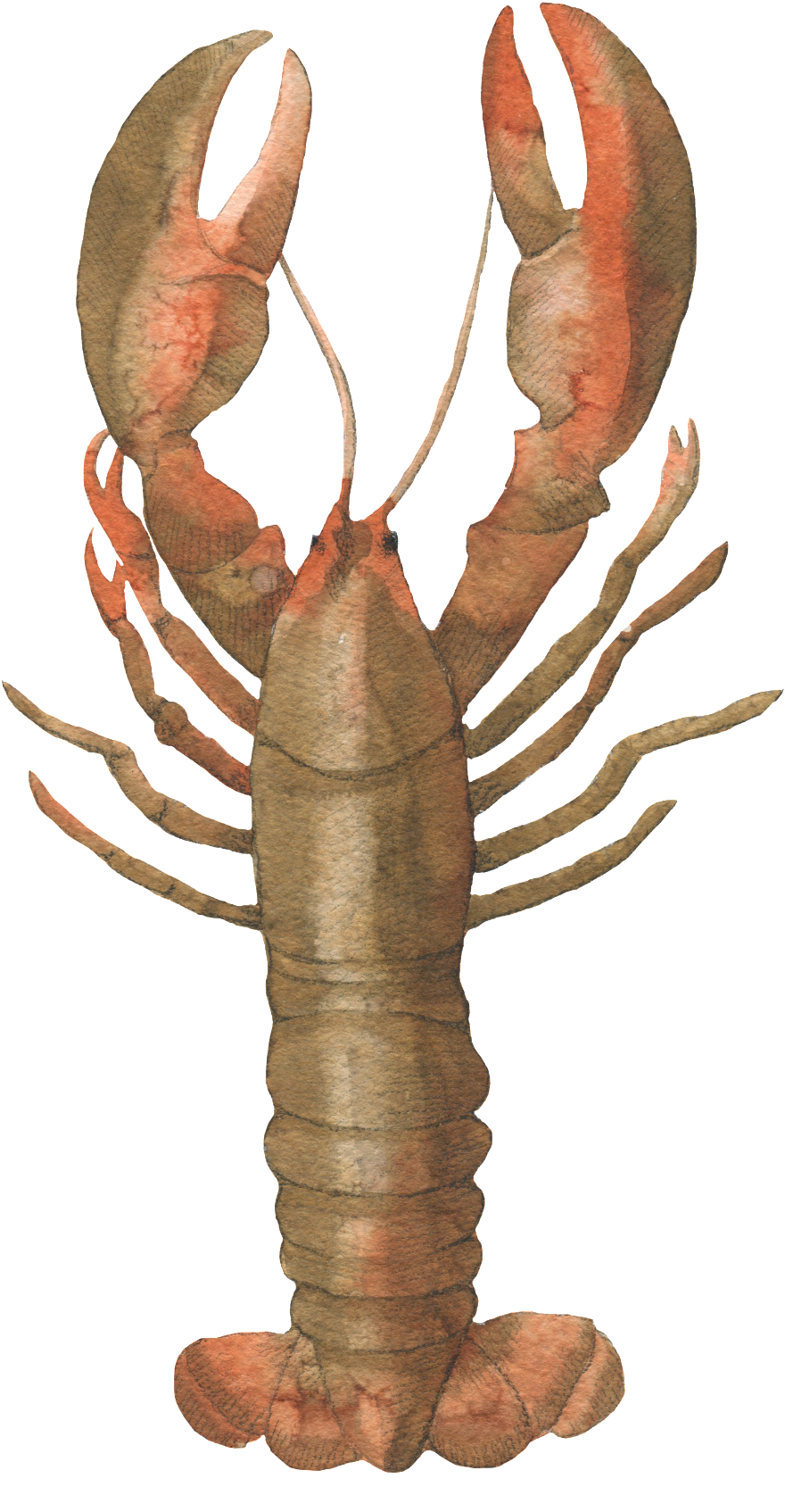 Este Gráficos É Brown Lobster Hand Painted Watercolor - Portable Network Graphics (1024x1793), Png Download