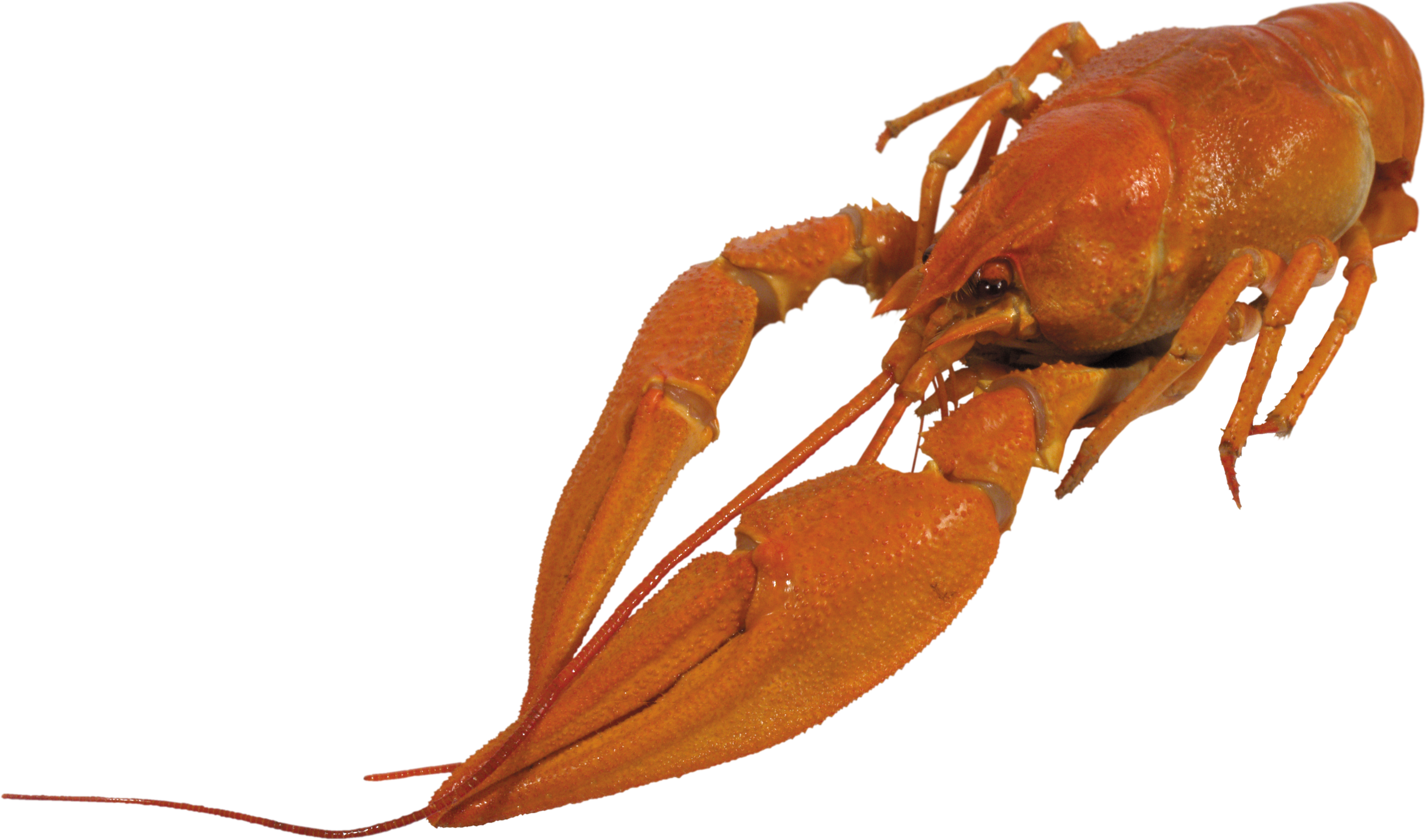 Lobster Transparent Png Svg Black And White Download (4712x2777), Png Download
