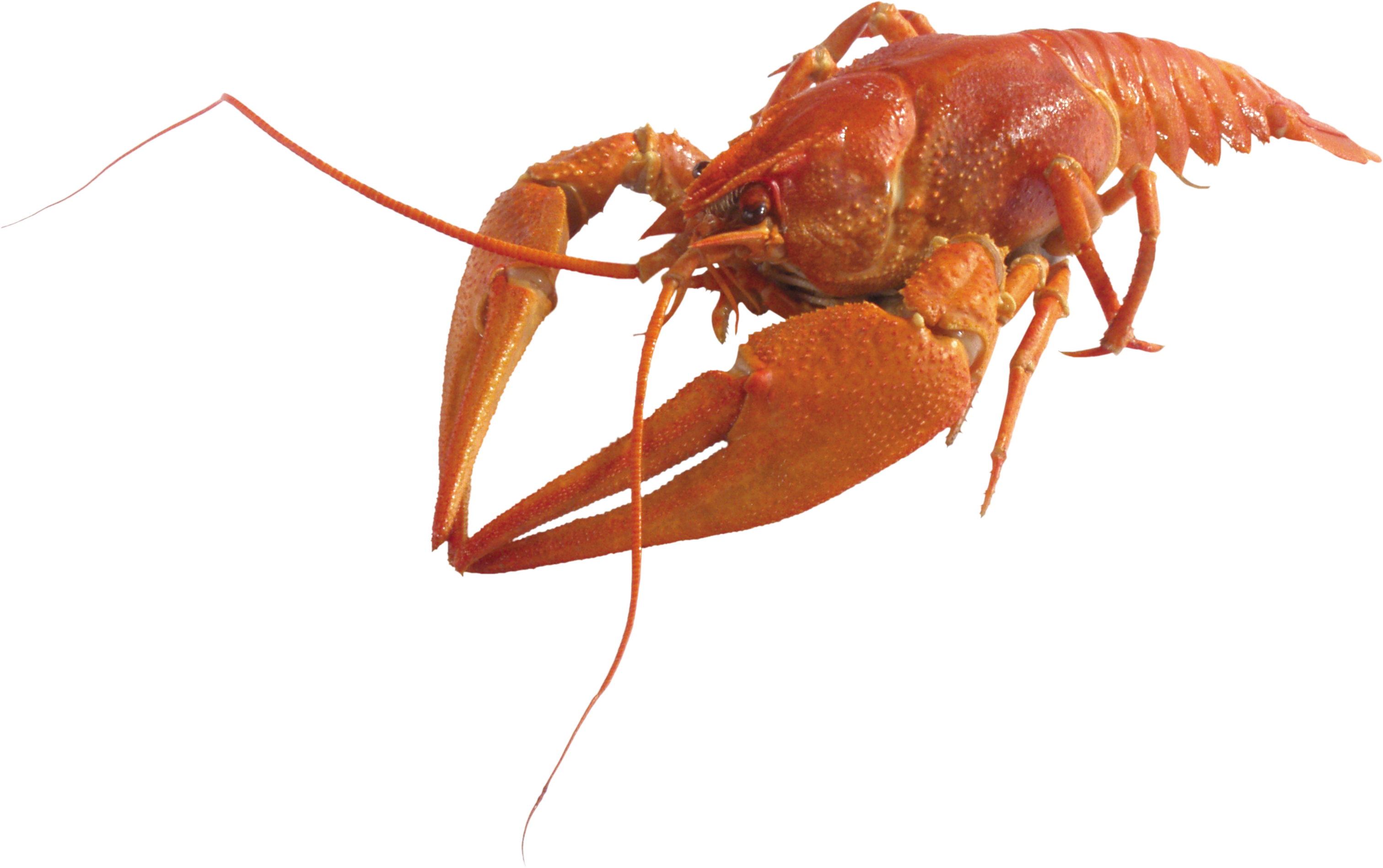 Visit - Crustaceos Png (3023x1898), Png Download