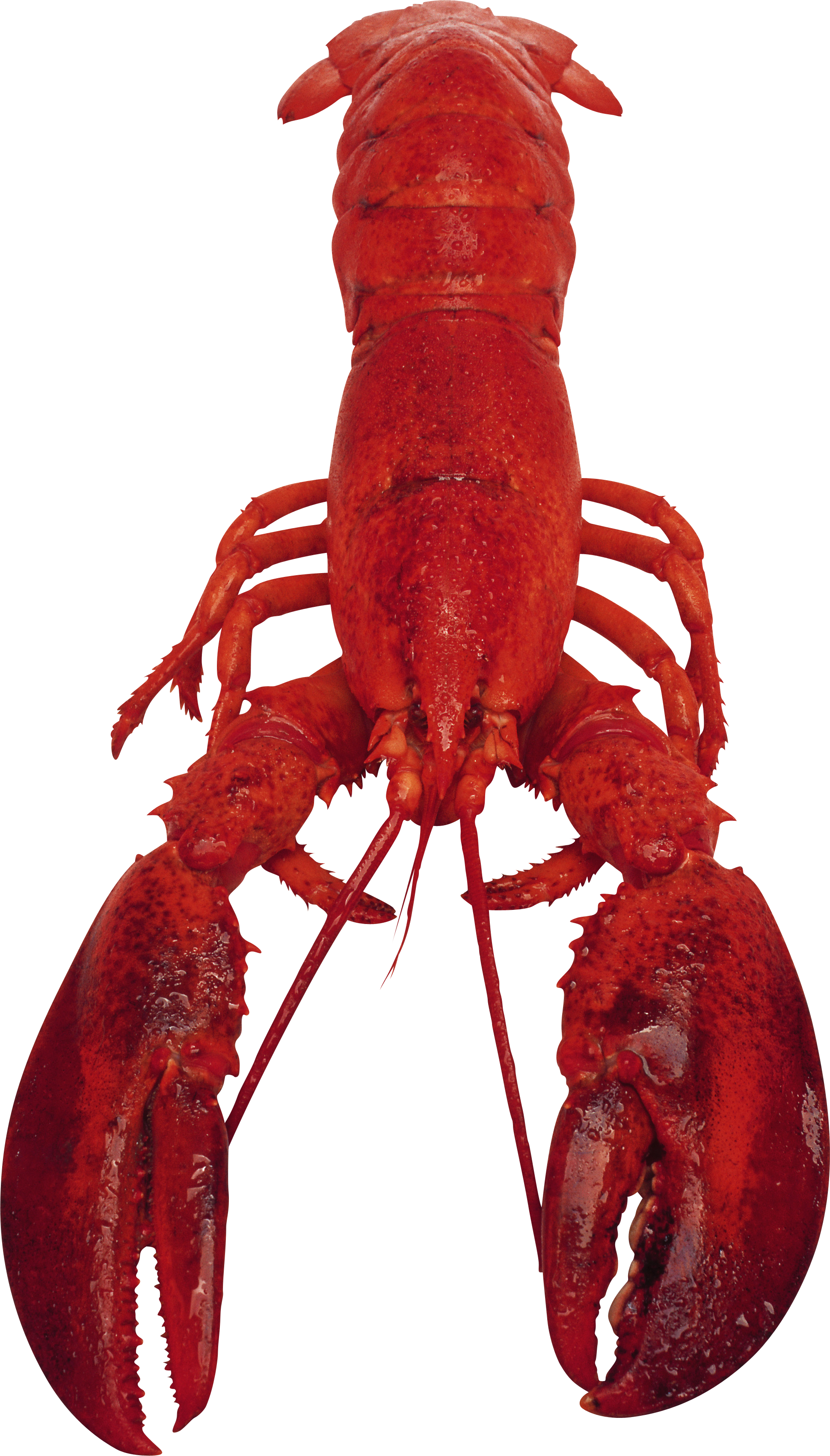 Lobster Png - Cranky's Bouillabaisse Cookbook & Kitchen Helper: (1940x3402), Png Download