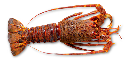 Raw Whole Rock Lobster By Sapmer - Homarus Gammarus (427x427), Png Download