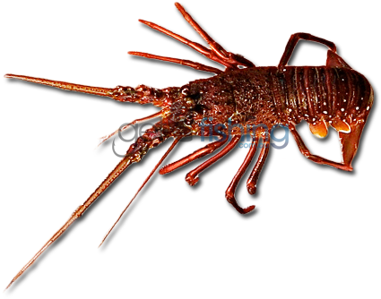Western Rock Lobster - Lobster (648x350), Png Download