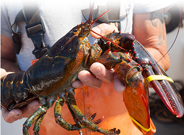 With An Extensive Vertically Integrated Network, Garbo - Main Lobster (380x322), Png Download