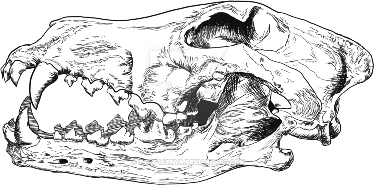 Wolf Skull Png Black And White Library - Wolf Skull Drawing (800x523), Png Download