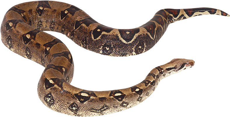 Snake Reptile Cobra Png - Serpientes De Agua Png (1000x1000), Png Download