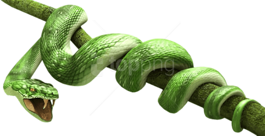 Free Png Download Green Snake Png Images Background - Animals (850x439), Png Download