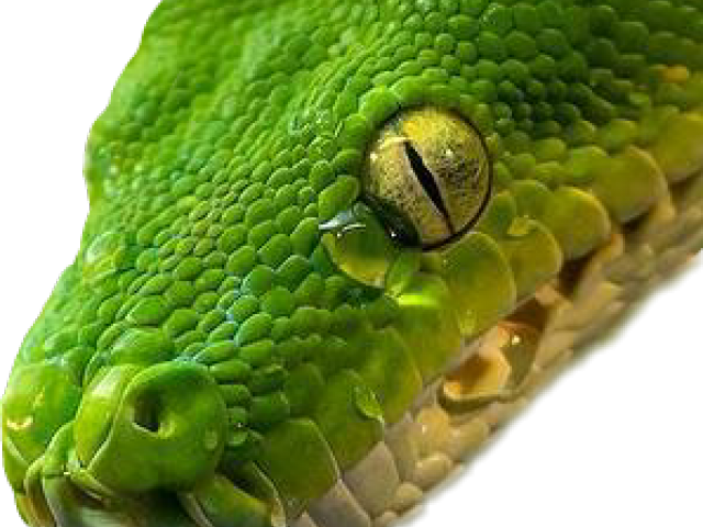 Smooth Green Snake Clipart Lip - Picsart Background Hd Snake (640x480), Png Download