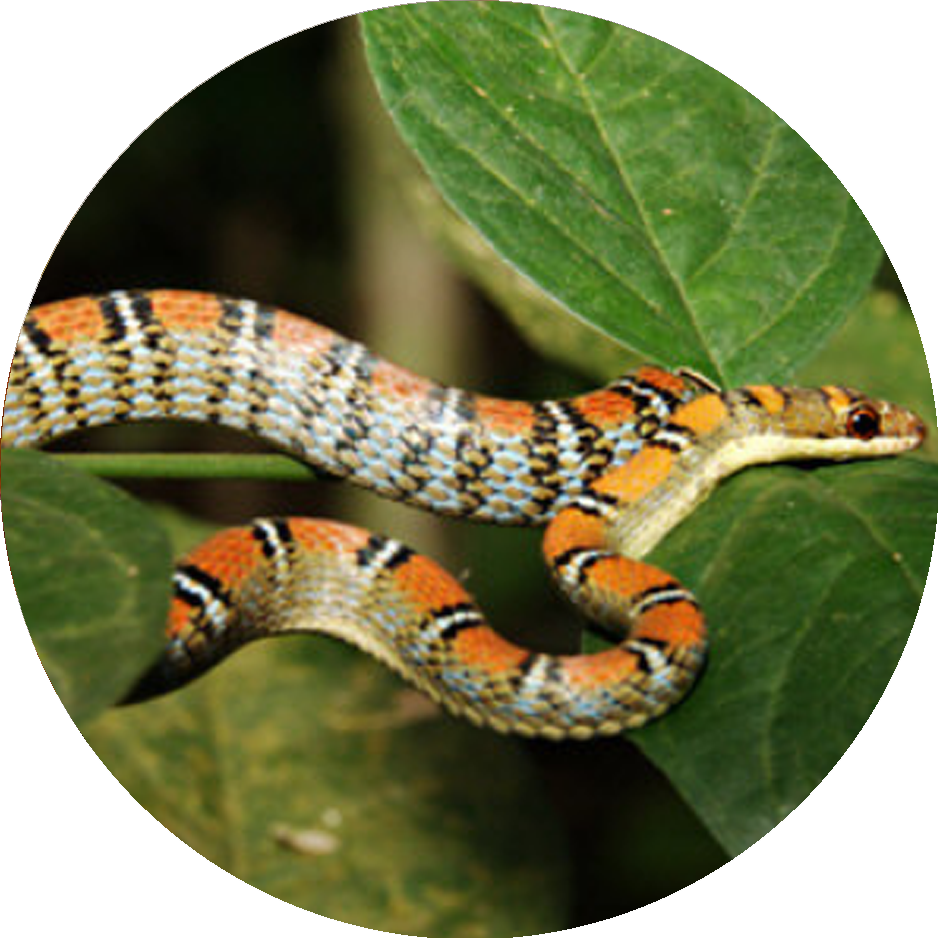 Twin-barred Tree Snake - Twin Barred Ular (938x938), Png Download