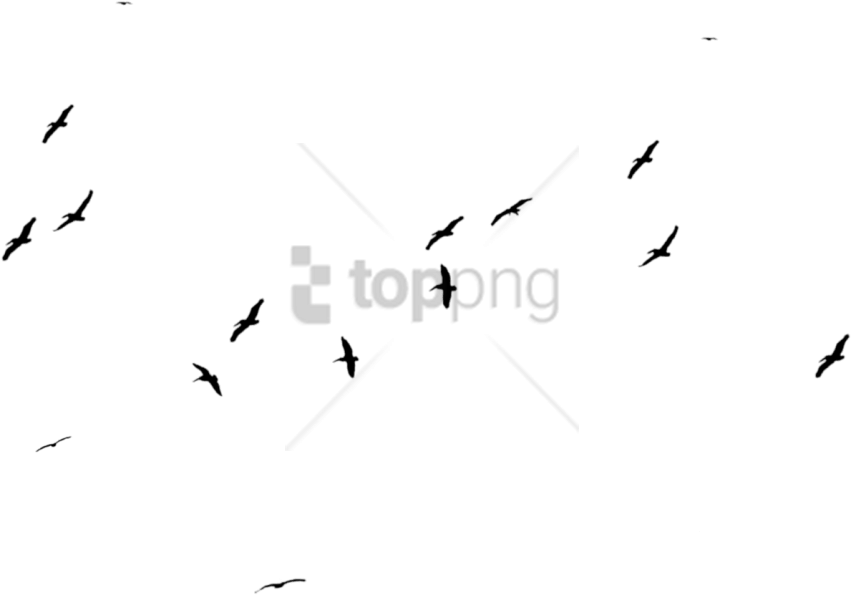 Free Png Large Black Birds Stock Png Image With Transparent - Flock (851x595), Png Download