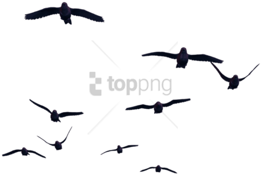Free Png Birds For Photoshop Png Image With Transparent - Birds With Transparent Background (850x572), Png Download