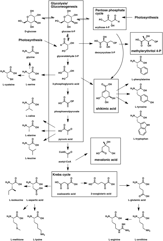 Biosynthesis[edit] - Biogenesis Of Natural Products (520x766), Png Download