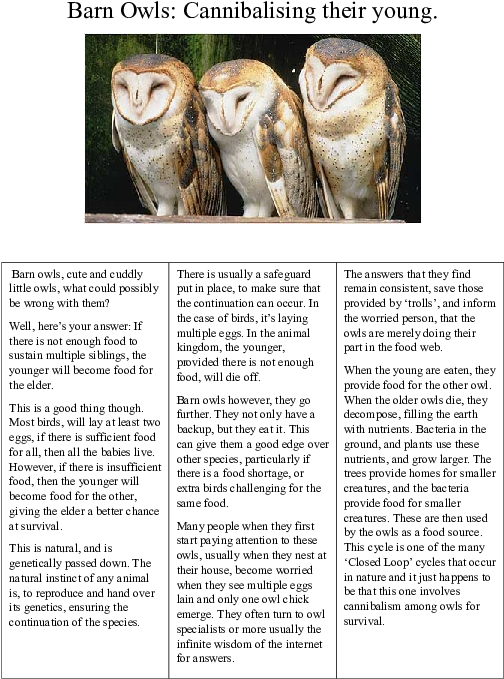 Docx - Barn Owls (595x842), Png Download