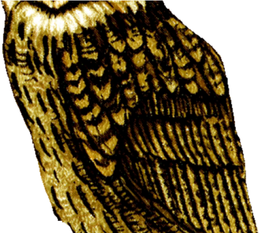 Barn Owl Clipart Clear Background - Great Horned Owl (640x480), Png Download