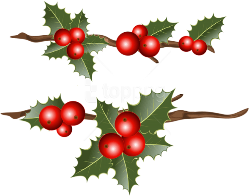 Download Free Png Holly Branches Png Images Transparent Holly Png Free Full Size Png Image Pngkit