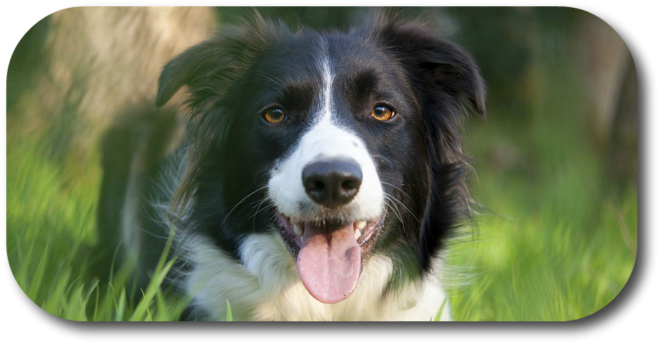 Did You Know That When Your Dog Nips At Your Heals - Border Collie (946x496), Png Download
