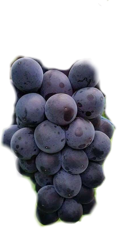 #uvas - Grape (411x798), Png Download