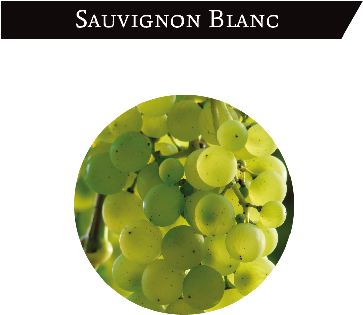It Is A White Grape Cultivated In The North And East - Grape (715x652), Png Download