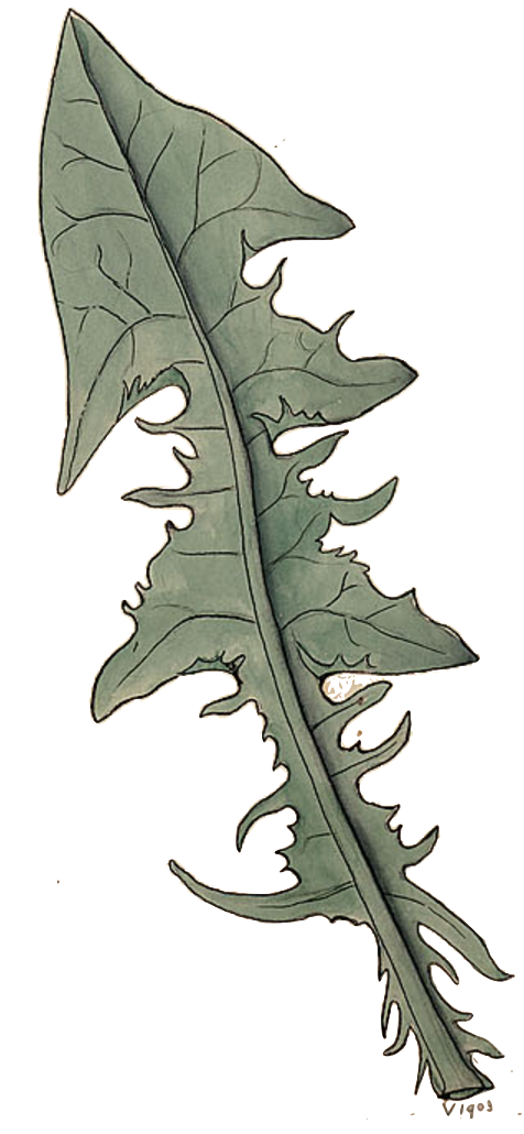 Bauhin, In His Pinax, Edition Of 1623, Enumerates Two - Sea Kale (476x1030), Png Download