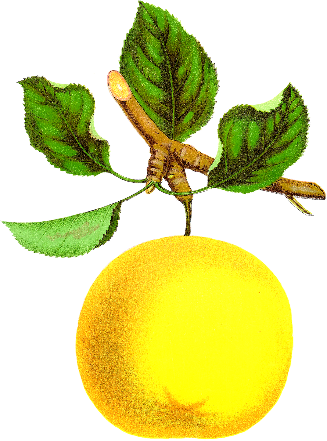 Vintage Botanical Fruit Clipart (1209x1600), Png Download