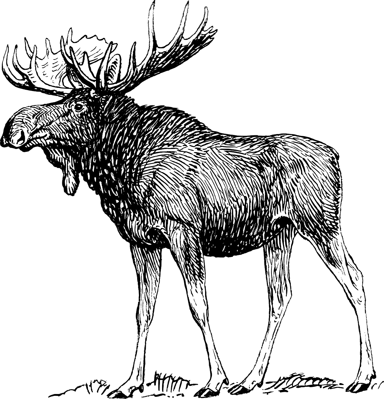 Moose Elk Reindeer Antlers Png Image - Moose Black And White Drawing (1232x1280), Png Download