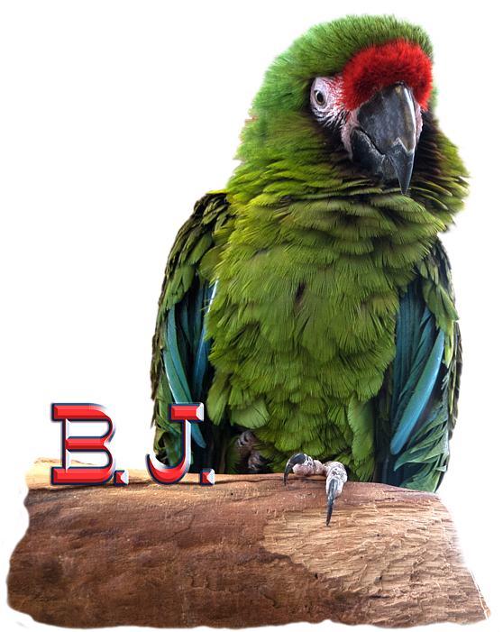 Click And Drag To Re-position The Image, If Desired - Macaw (575x700), Png Download