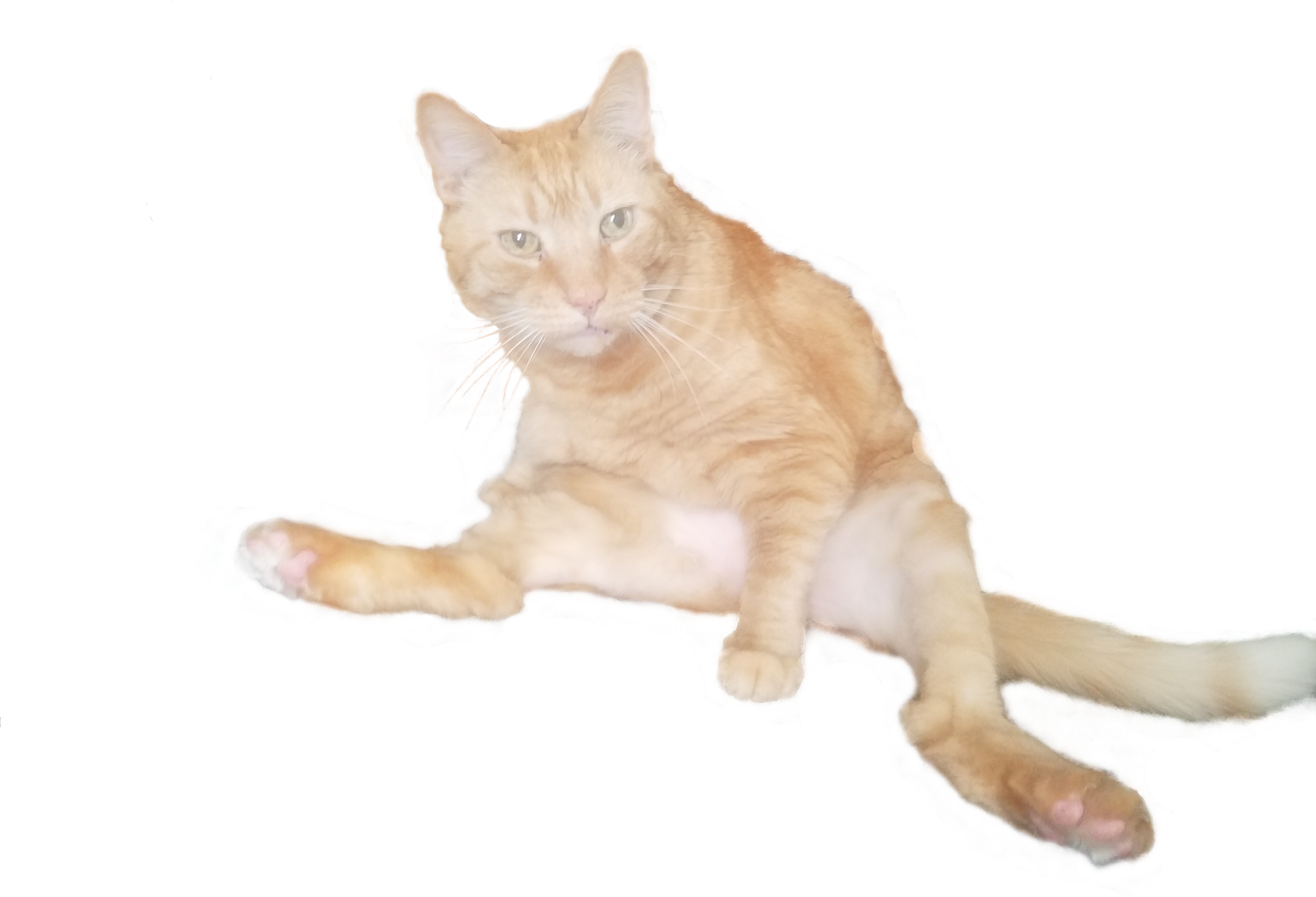 Reddit Funny Animals Pictures And Cliparts Download - Transparent Cat Cutout (4032x3024), Png Download
