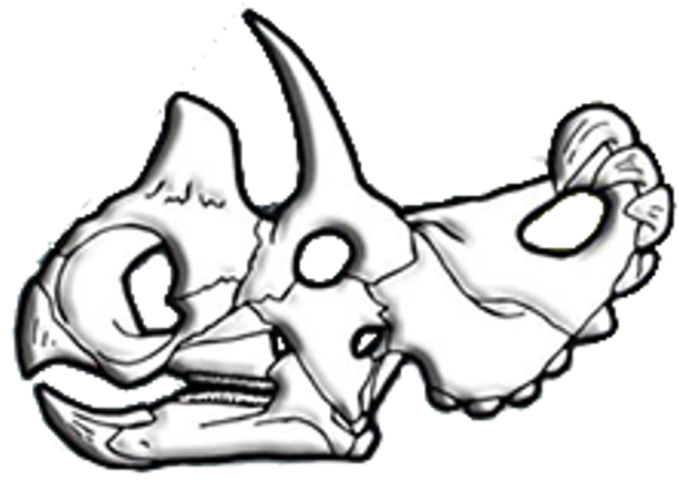 Wendiceratops Skull Diagram - Drawing (693x489), Png Download