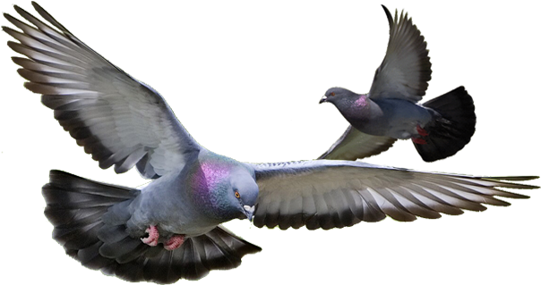 Control De Palomas - Pigeon Png (1100x373), Png Download